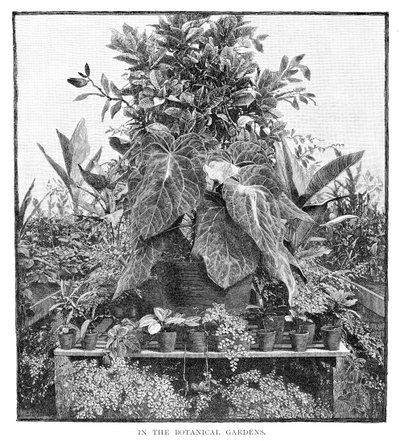 W Ogrodzie Botanicznym, 1886 autorstwa Unbekannt
