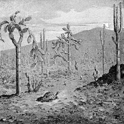 Wyspa Niestrudzona, Archipelag Galapagos, 1895 autorstwa Unbekannt