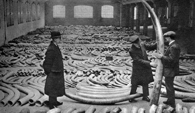 Przesyłka z kości słoniowej, Royal Albert Dock, Londyn, 1926-1927 autorstwa Unbekannt