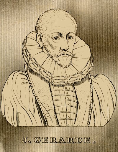 J. Gerarde, c1545-1612, 1830. autorstwa Unbekannt