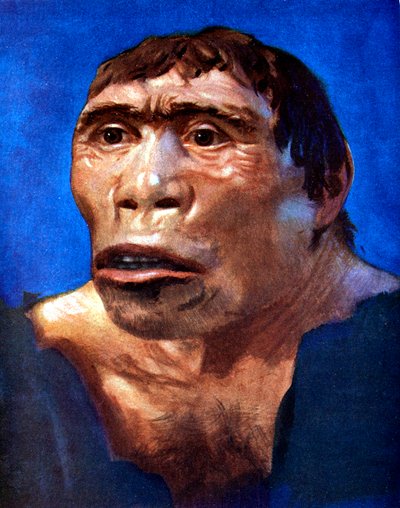 Człowiek jawajski Pithecanthropus erectus autorstwa Unbekannt
