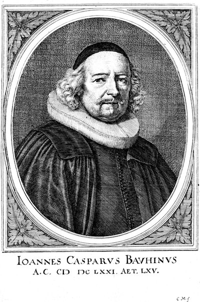 Jean Caspar Bauhin 1606-1659, szwajcarski lekarz i botanik autorstwa Unbekannt