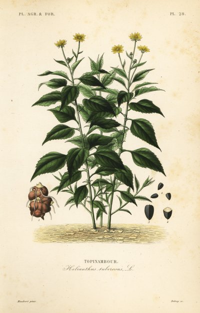 Topinambur lub igła, Helianthus tuberusus, Tapinambor autorstwa Unbekannt