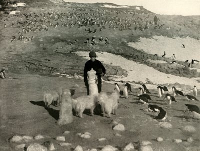 Joyce and the Dogs in the Penguin Rookery, c1908, 1909. autorstwa Unbekannt