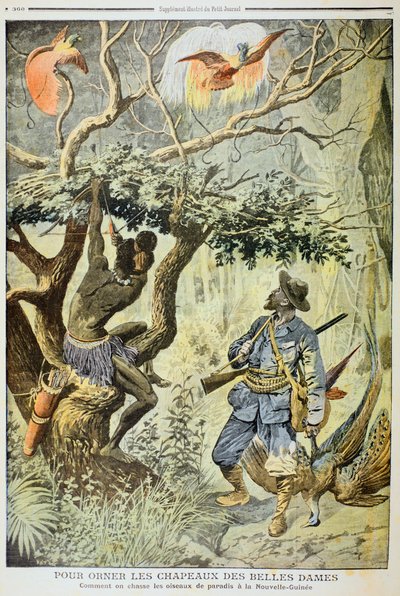 Zabijanie rajskich ptaków, Nowa Gwinea, 1908 autorstwa Unbekannt