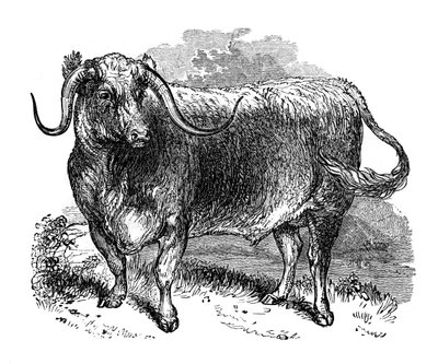 Wół z Lancashire, okaz ras długorogich, 1848 autorstwa Unbekannt