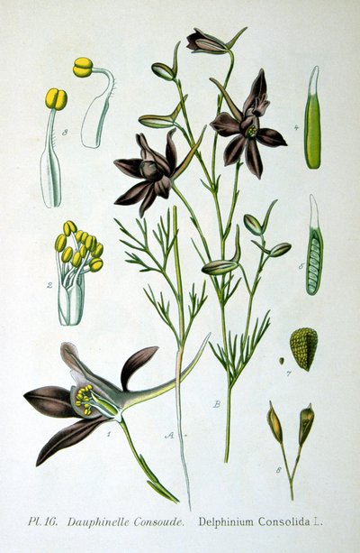 Ostróżka, 1893 autorstwa Unbekannt