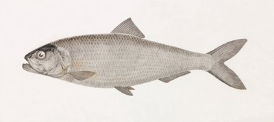 Clupee Nilu autorstwa Unbekannt