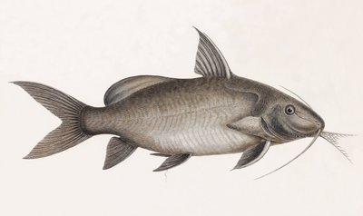 Le Pimelode Scheilan, z bliska autorstwa Unbekannt