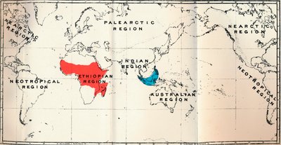 Lemuroidea - II. Mapa przedstawiająca rozmieszczenie Tarsiidae Blue i Galaginae Red, 1897 autorstwa Unbekannt