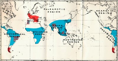Lemuroidea - IV. Mapa przedstawiająca rozmieszczenie Living Blue i Fossil Red Anthropoidea, 1897 autorstwa Unbekannt