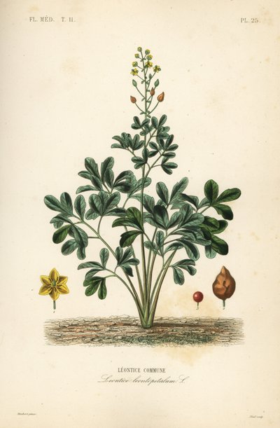 Leontice, Leontice leontopetalum, gmina Leontice autorstwa Unbekannt