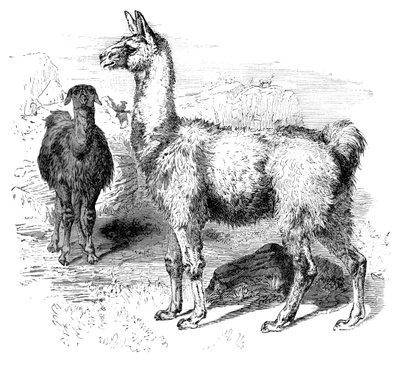 Płomienie, ok. 1880 autorstwa Unbekannt