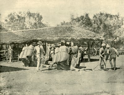 Ładowanie wielbłądów na australijskiej stacji, 1901. autorstwa Unbekannt