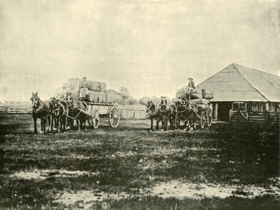 Ładowanie wełny, stacja Warrawooh, Wimmera, 1901. autorstwa Unbekannt
