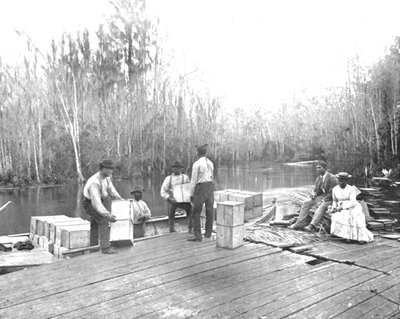 Ładowanie pomarańczy na rzece Ocklawaha, Floryda, USA, ok. 1900. autorstwa Unbekannt