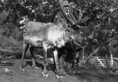 Miejscowy mężczyzna z reniferem, Lyngen, północna Norwegia, lata 20.- 30. XX wieku autorstwa Unbekannt