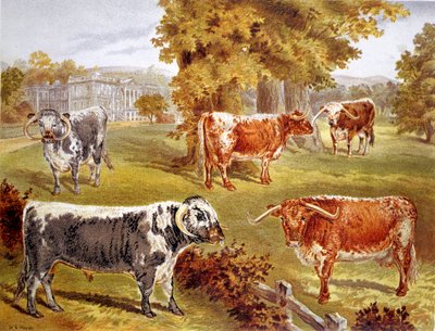 Bydło Longhorn będące własnością Sir Johna Harpur-Crewe, Opactwo Calke, 1885 autorstwa Unbekannt