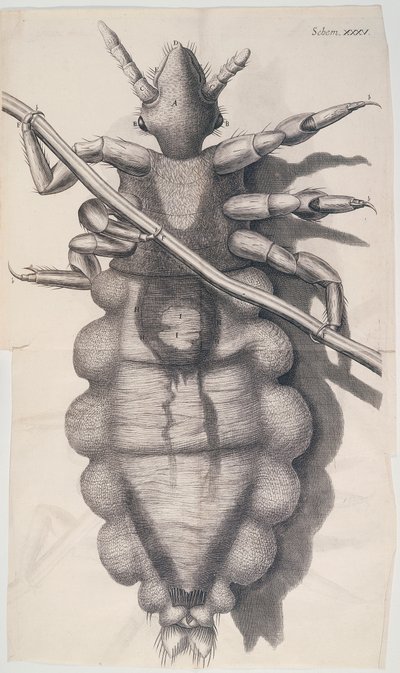 Wesz przylegająca do ludzkiego włosa w Hookes Micrographia, 1665 autorstwa Unbekannt