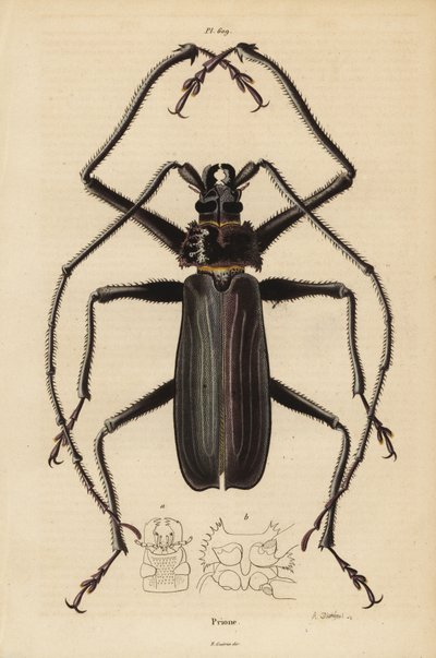 Chrząszcz Macrotoma Hayesii autorstwa Unbekannt