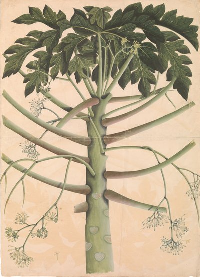 Męskie drzewo papai, ca. 1790-1800. autorstwa Unbekannt