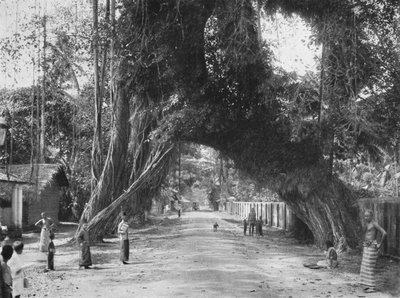 Malownicze stare drzewo figowe Ficus indica na drodze Colombo-Galle w pobliżu Kalutary, 1926 autorstwa Unbekannt