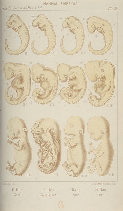 Zarodki ssaków, 1905 autorstwa Unbekannt