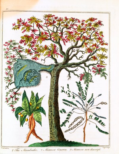 Mandragora, roślina wrażliwa i akacja, ok. 1795 r. autorstwa Unbekannt
