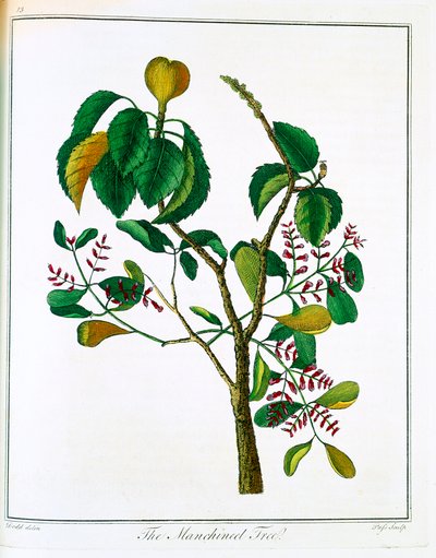Drzewo Manchineel Hippomane mancinella lub Poison Guava, c1795 autorstwa Unbekannt