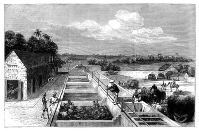 Produkcja indygo w Tirhoot Muzaffarpur, Dolny Bengal, 1869 autorstwa Unbekannt