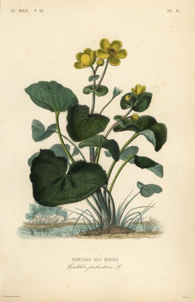 Nagietek bagienny lub kingcup, Caltha palustris, Populage des marais autorstwa Unbekannt