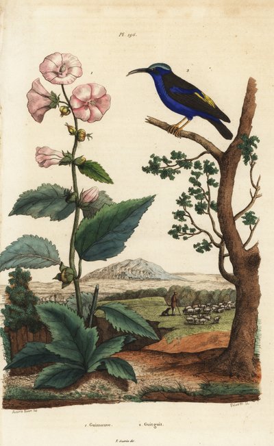 Prawoślaz lekarski, Althaea officinalis 1 i miodnik purpurowy, Cyanerpes caeruleus 2 autorstwa Unbekannt