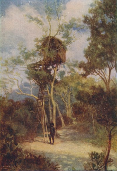 Melanezyjska Chatka na Drzewie, 1924 autorstwa Unbekannt
