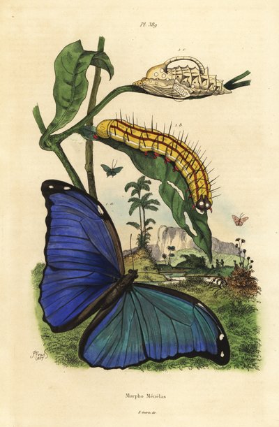 Menelaus blue morpho motyl, Morpho menelaus, gąsienica i poczwarka autorstwa Unbekannt