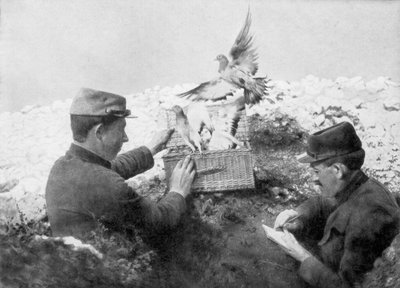 Gołębie pocztowe wypuszczane na linię frontu, I wojna światowa, 1915 autorstwa Unbekannt