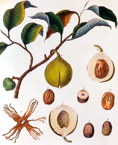 Zapachy Myristica - gałka muszkatołowa, c1798 autorstwa Unbekannt