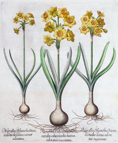 Narcyz, 1613 autorstwa Unbekannt