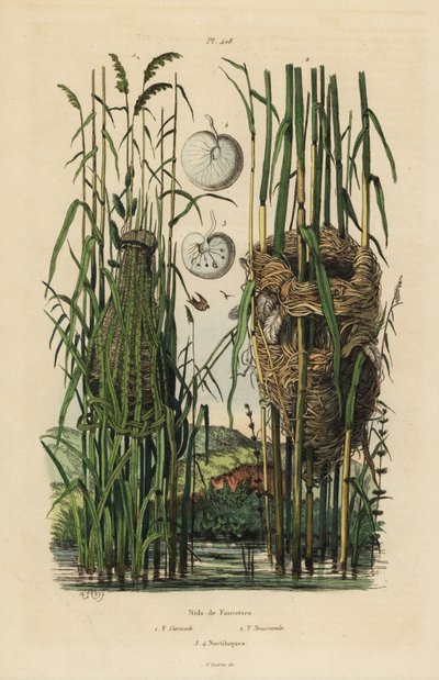 Gniazda pokrzewki pasiastej , Cisticola juncidis i trzcinniczki , Acrocephalus scirpaceus autorstwa Unbekannt