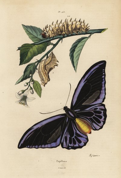 Ornithoptera Priamus Urvillianus 1 oraz poczwarka i larwa ptasznika zwyczajnego Troides Helena autorstwa Unbekannt