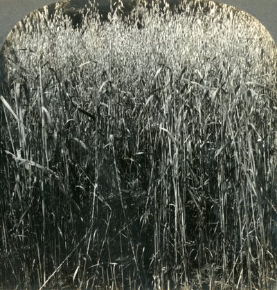 Uprawa owsa, Pensylwania, USA, 1903 r. autorstwa Unbekannt