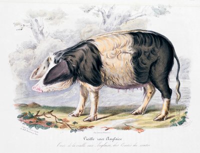 Staroangielska rasa świń, 1842 autorstwa Unbekannt