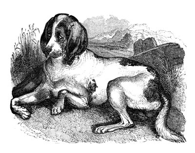 Ogar staroangielski, 1848 autorstwa Unbekannt