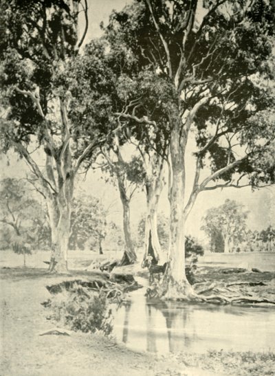 Stare dziąsła, Góra Crawford, Australia Południowa, 1901. autorstwa Unbekannt