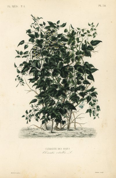 Broda starca i radość podróżnych, Clematis vitalba, Clematite des haies autorstwa Unbekannt