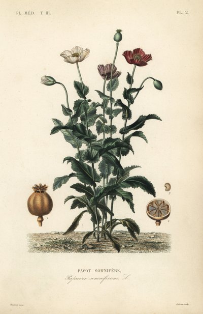 Mak lekarski, Poppy somniferum, Pavot somnifere autorstwa Unbekannt