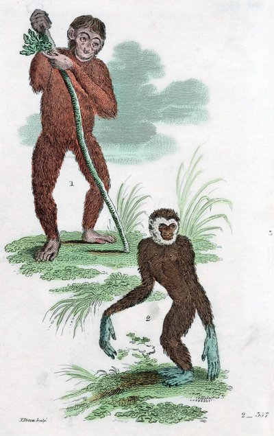 Dłużnicy i Gibbon, 1822 autorstwa Unbekannt