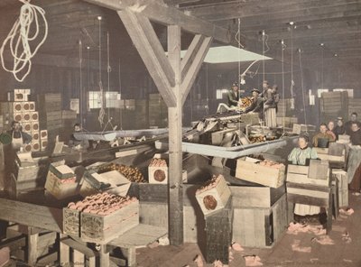 Pomarańczowe opakowanie w Redlands, opublikowane w 1899 r. autorstwa Unbekannt