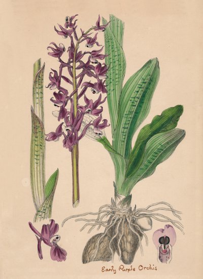 Orchis mascula. Wczesny fioletowy storczyk, XIX w. autorstwa Unbekannt