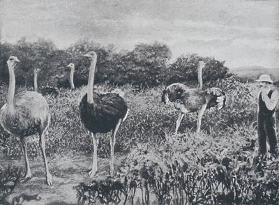 Strusie, 1924 autorstwa Unbekannt