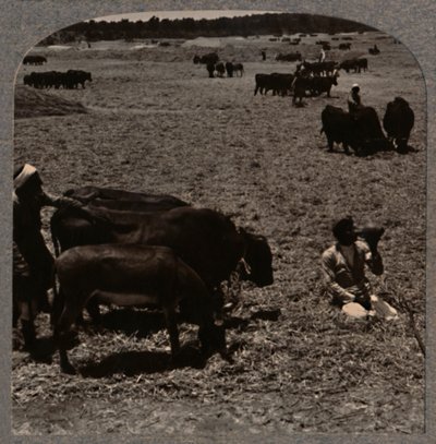 Woły depczące kukurydzę, ok. 1900 autorstwa Unbekannt